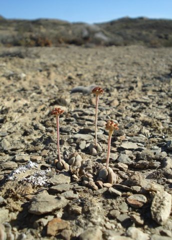 Crassula tecta never learnt what can't be done